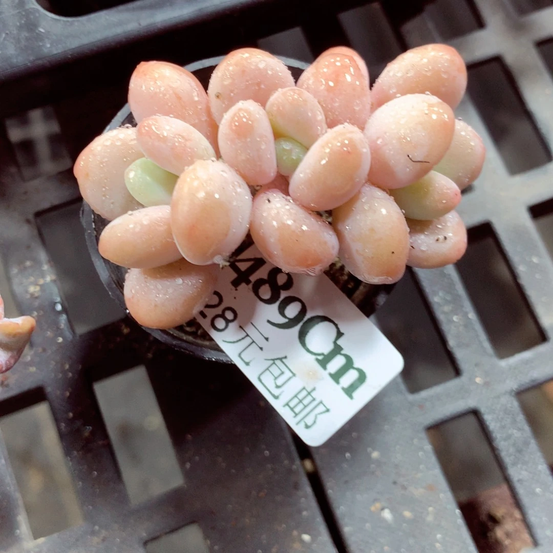 5厘米盆精控多肉489