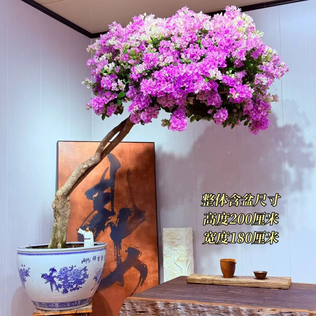 【楠山园艺】雪紫勤花精品老桩三角梅盆景