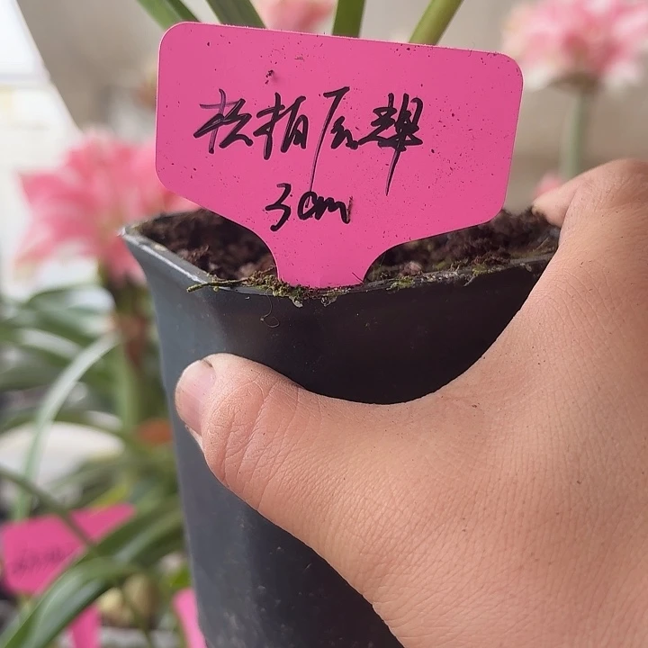 无花朵松柏辰辉朱顶红直径3cm