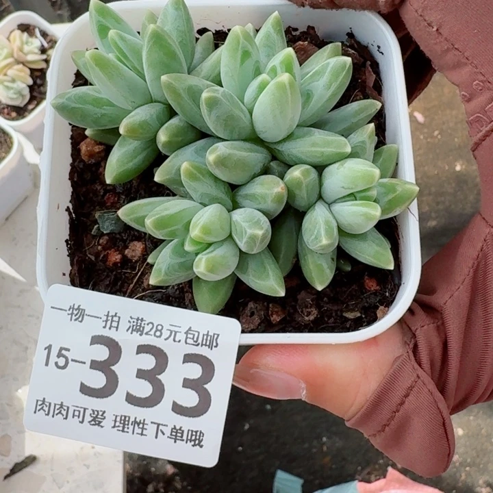 乌拉克拉多肉无盆土发货多肉多