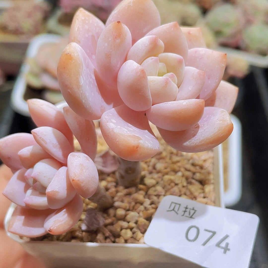74 精品多肉一物一拍
