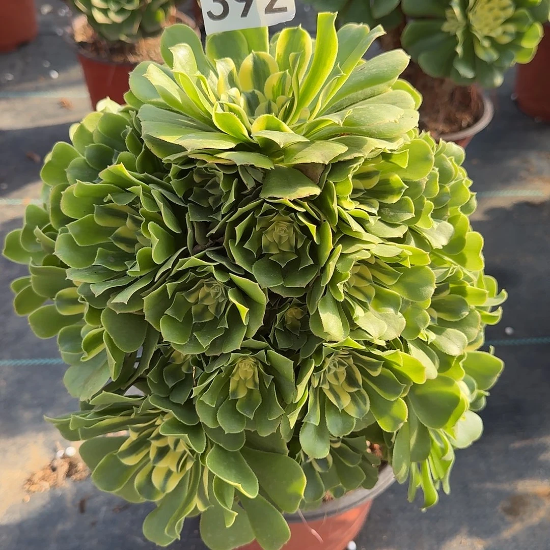 福利辛尼亚000000000000392