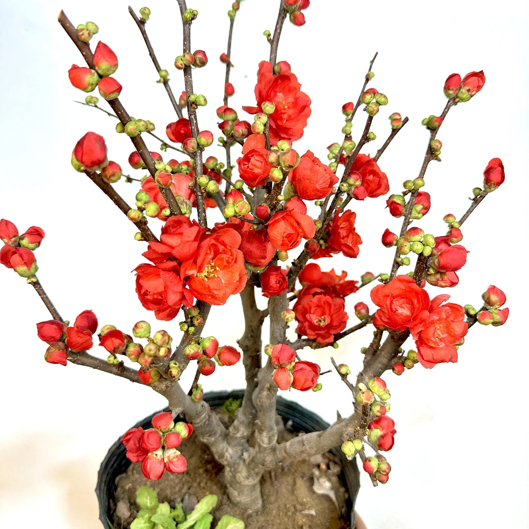 【宠粉福利】【玫瑰之约 牡丹之恋】海棠老桩 耐寒好养