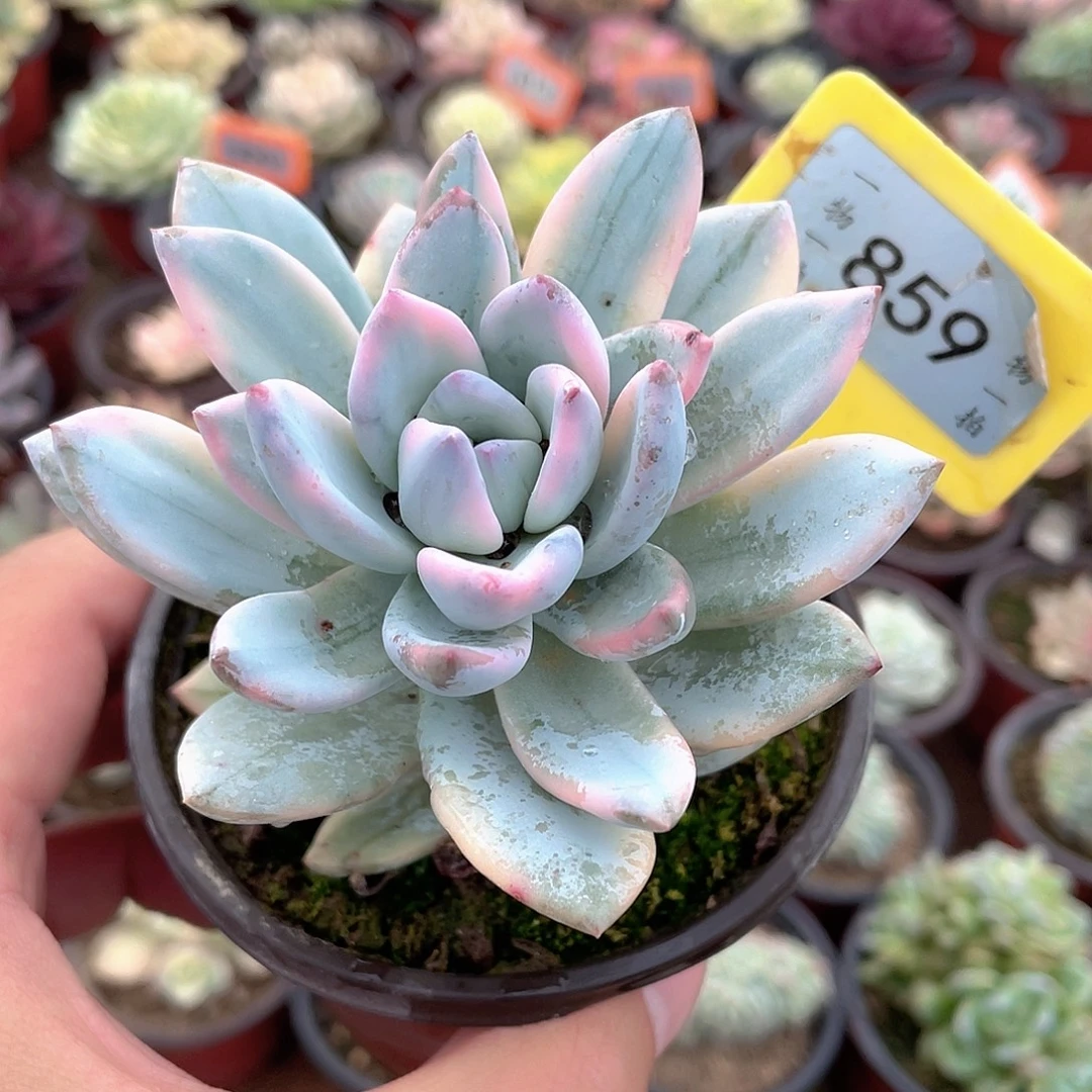 霜之朝锦859号多肉