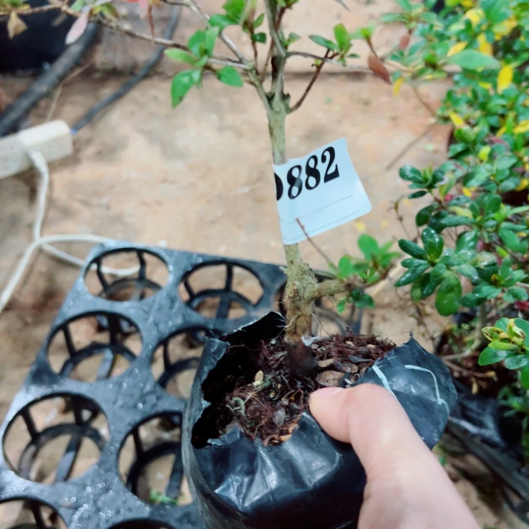 完全开放等*杜鹃花科植物有花