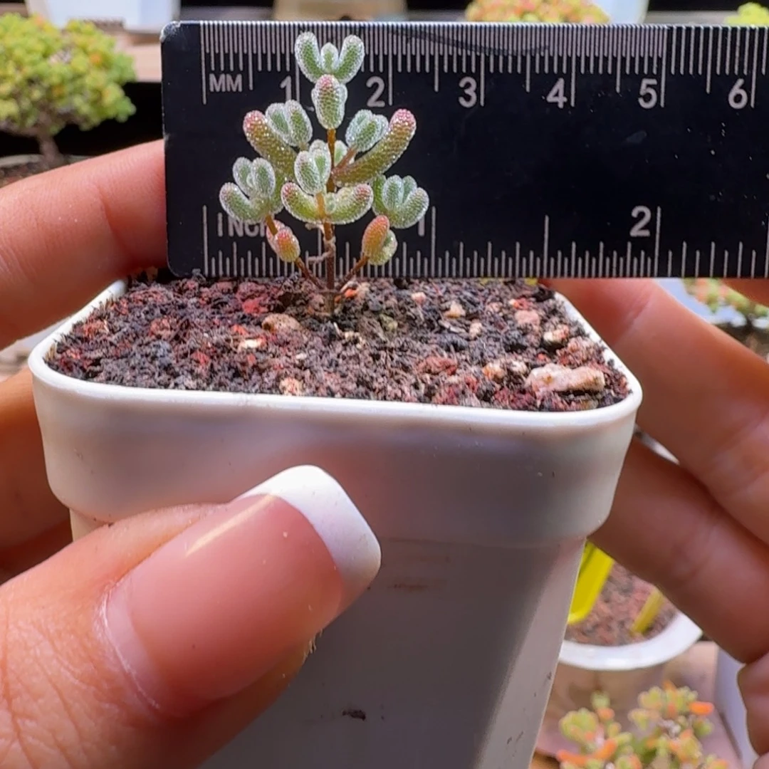 a392号实生冰晶冠服2厘米左右