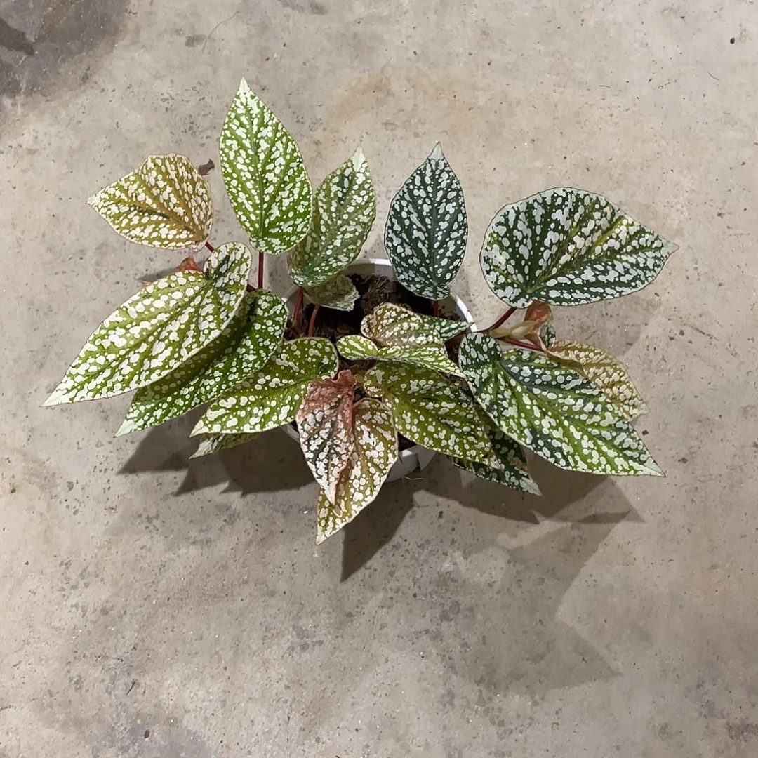 无花朵富士山锦秋海棠