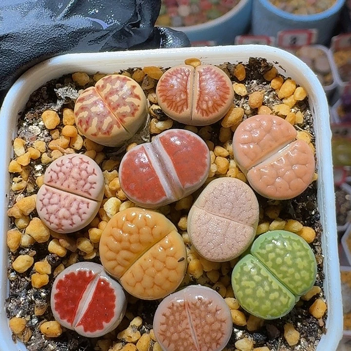 生石花2/22/：/。  2号