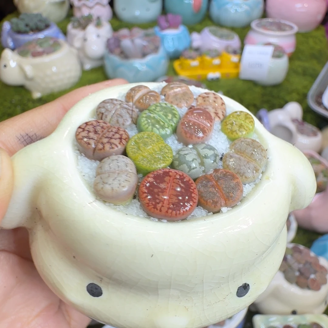 多肉植物的福利1289