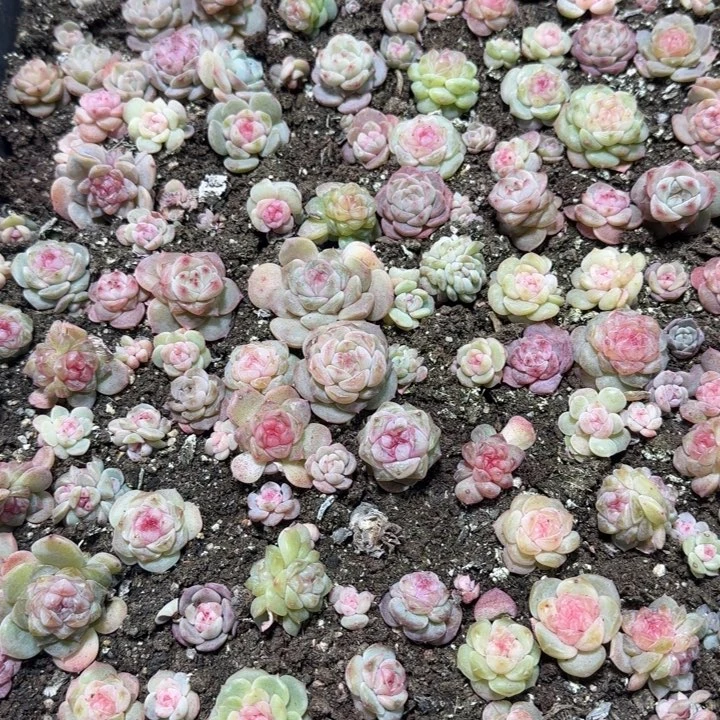 提***肉8号王者系列多肉一框