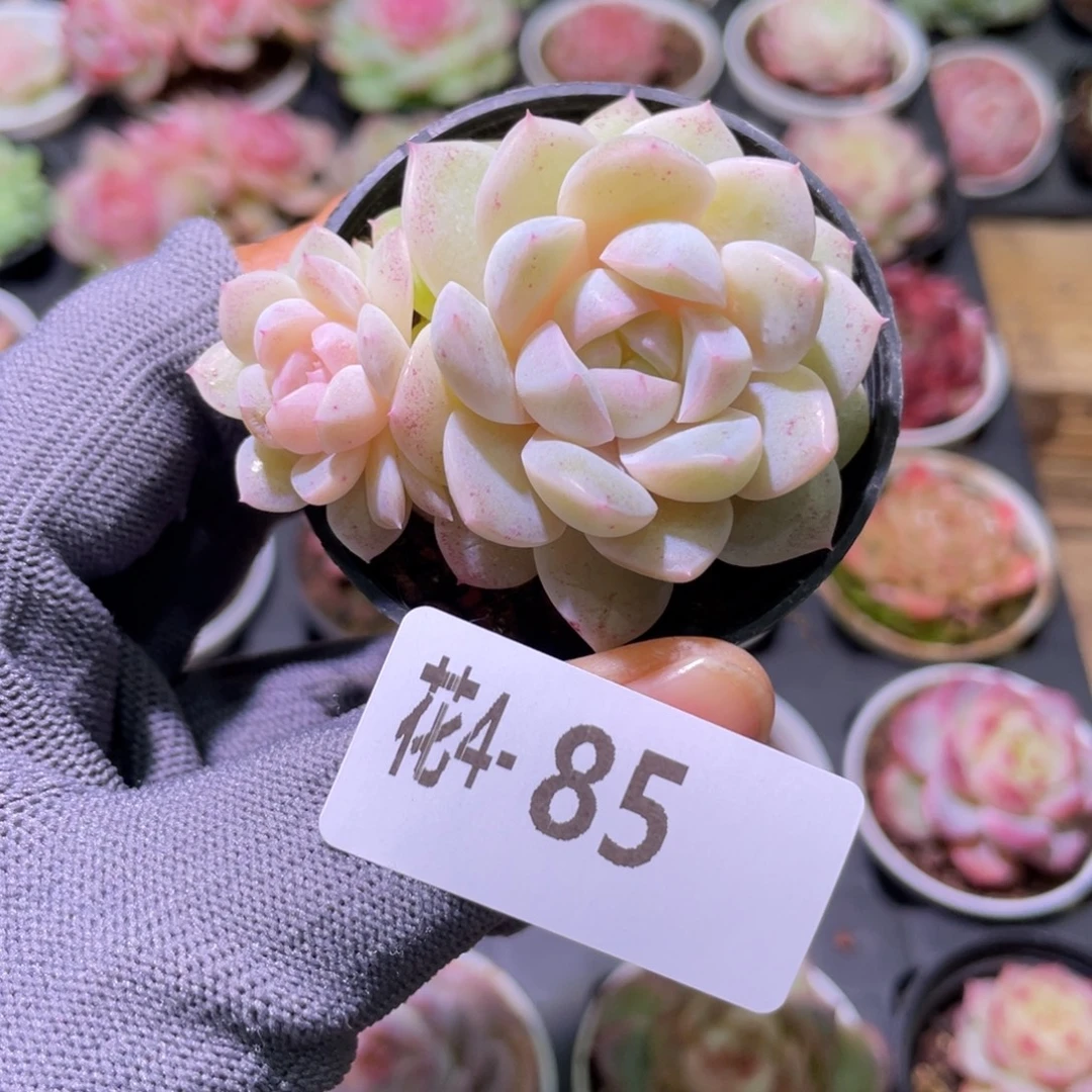 花利美 4-85新品珍妮