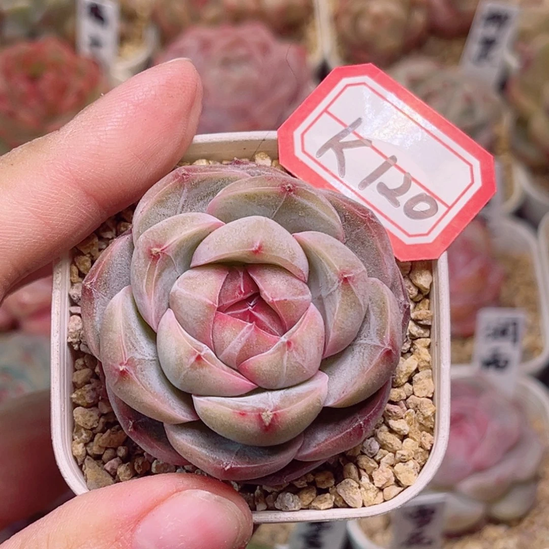 K120一物一拍 紫瞳