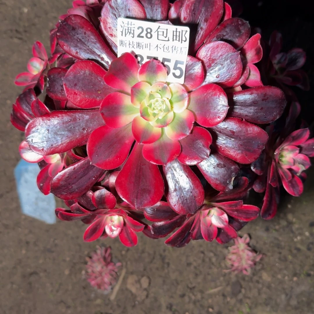 33755美杜莎杆歪多肉植物