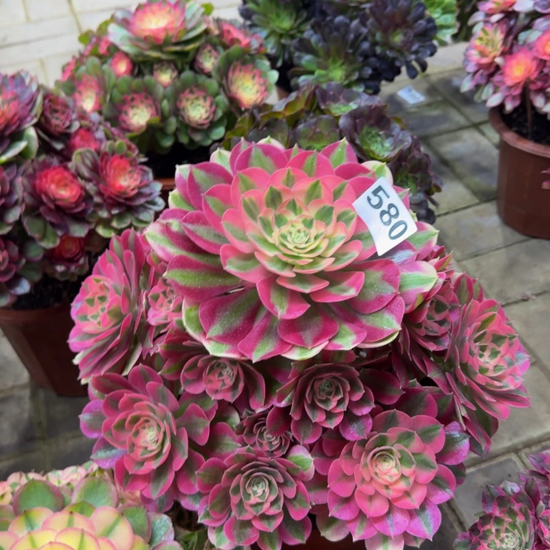 多肉植物580粉女巫