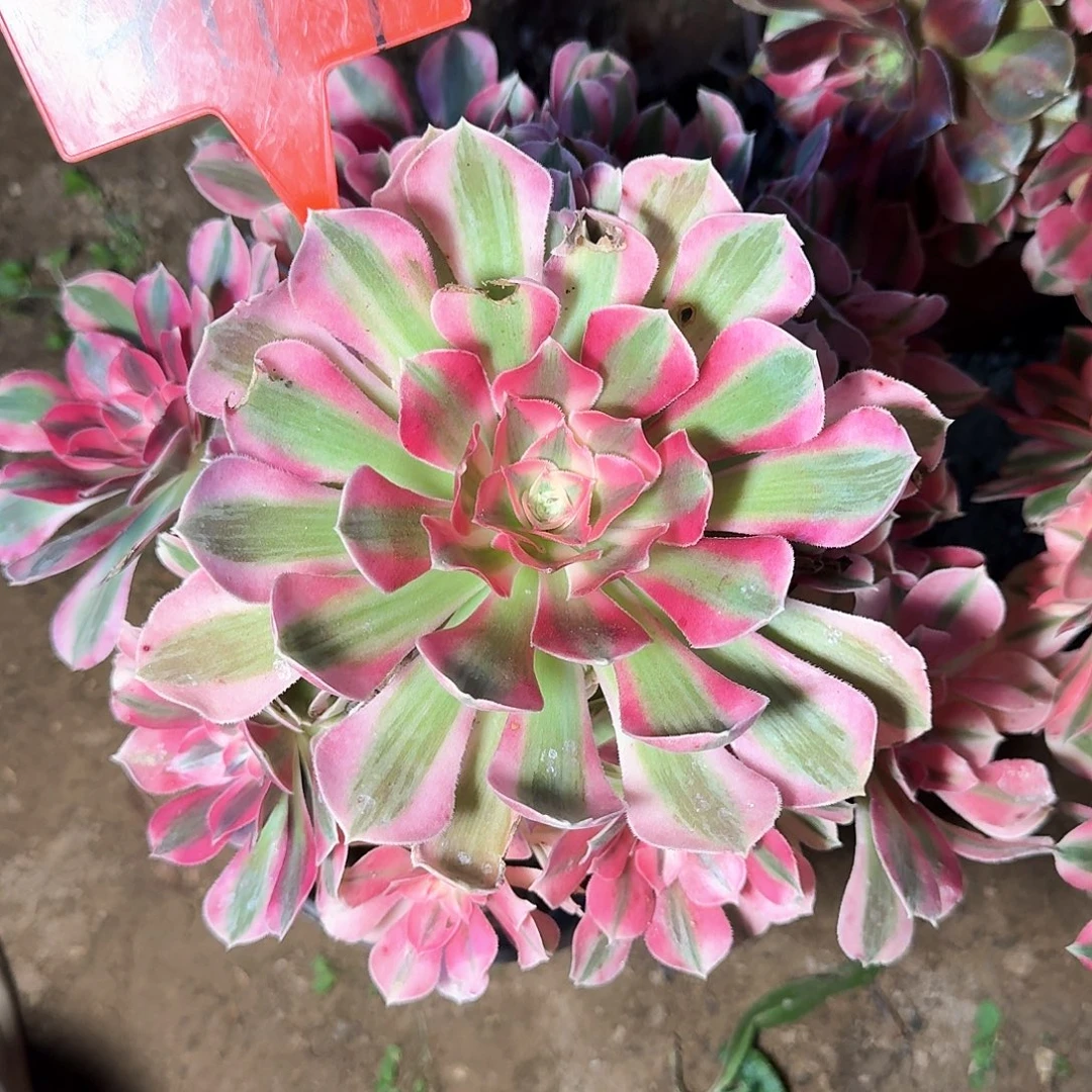 4117粉女巫多肉法师