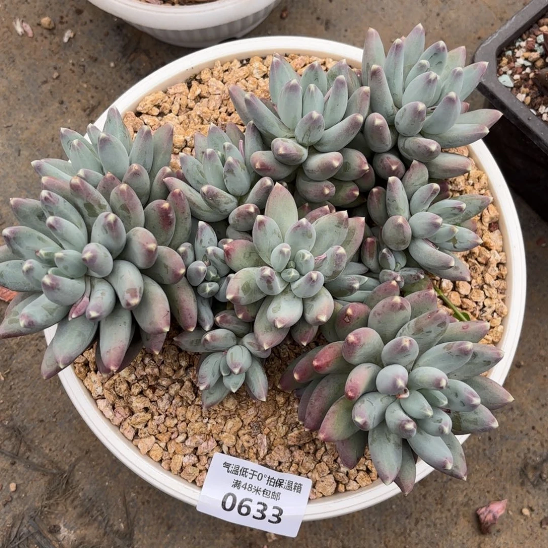 夏***y0633松果美人多肉