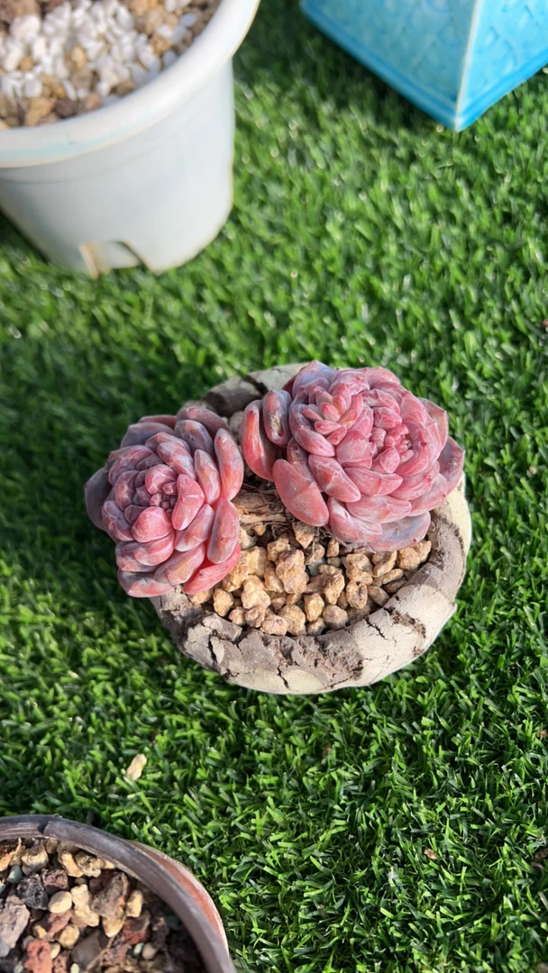 蛋总星影多肉植物