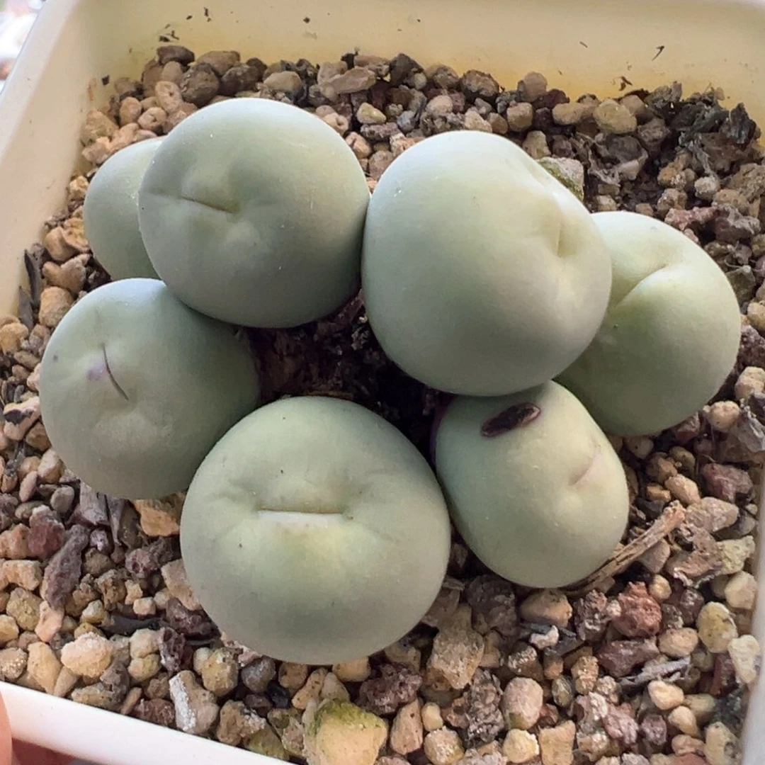 大型嘟嘟嘴 肉锥植物