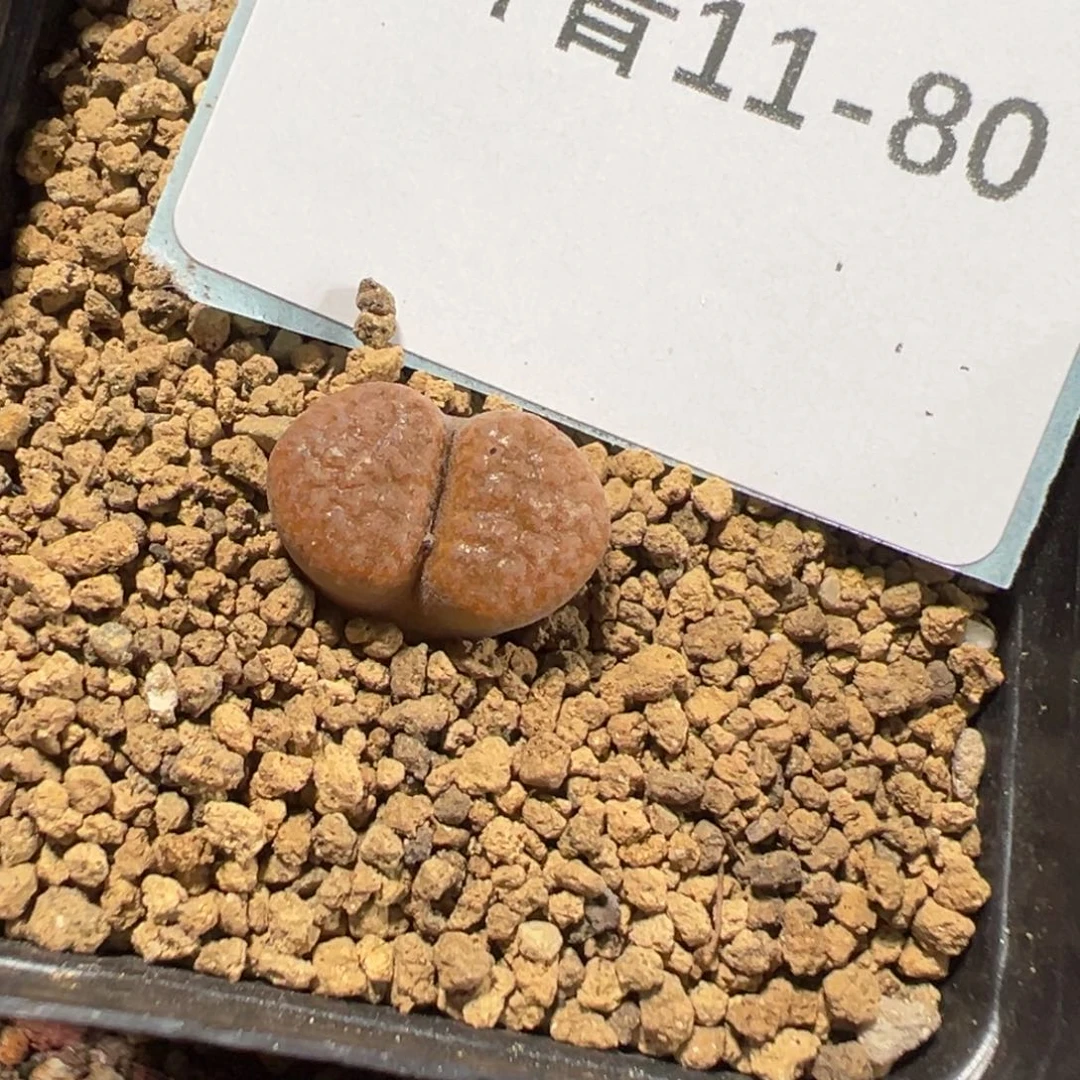 11-80肉锥多肉植物