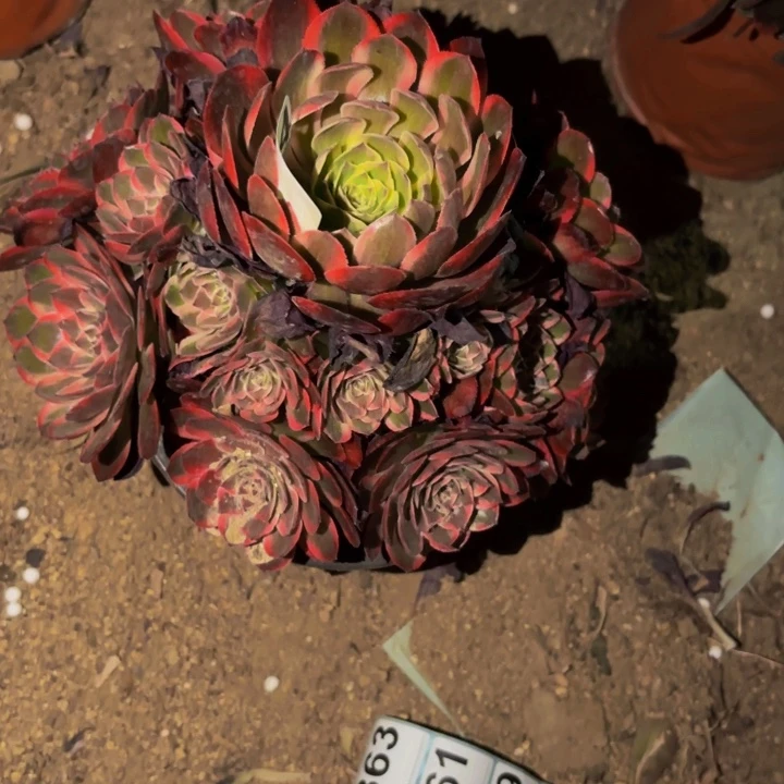 拉菲多肉植物不售后量拍