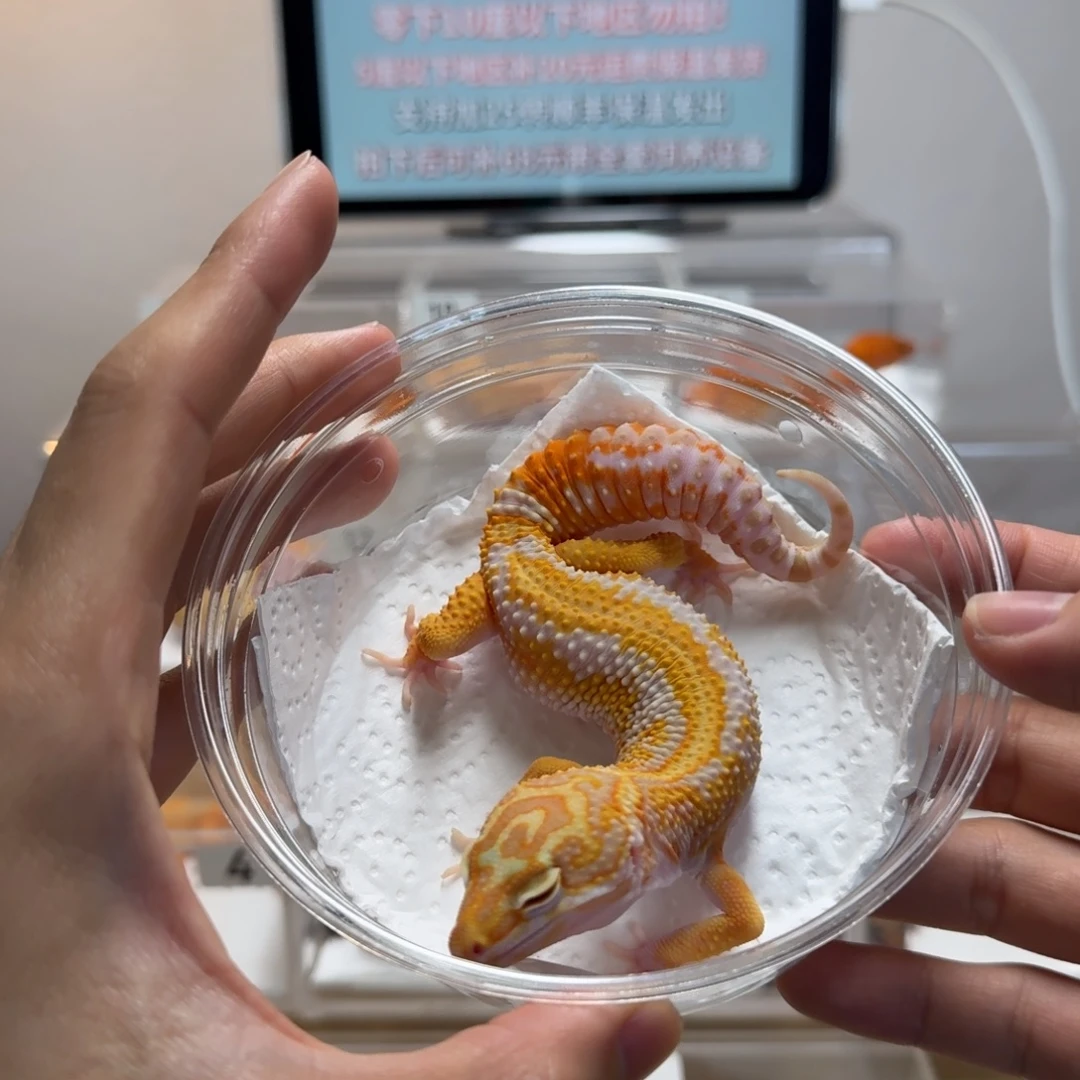 豹纹守宫蜡笔暴龙弟弟