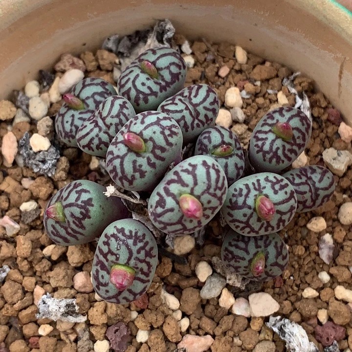 精品多肉植物精品多肉