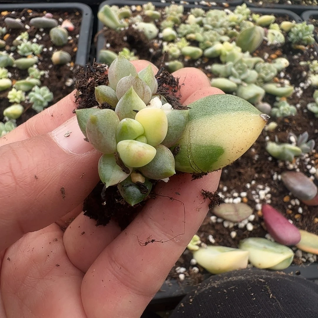 唐***生多肉植物多肉植物
