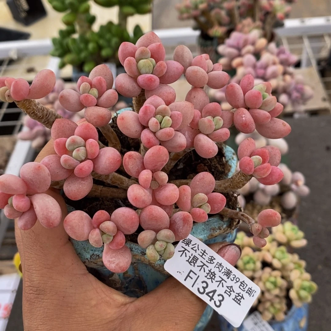 鱼子酱343/10cm有砍