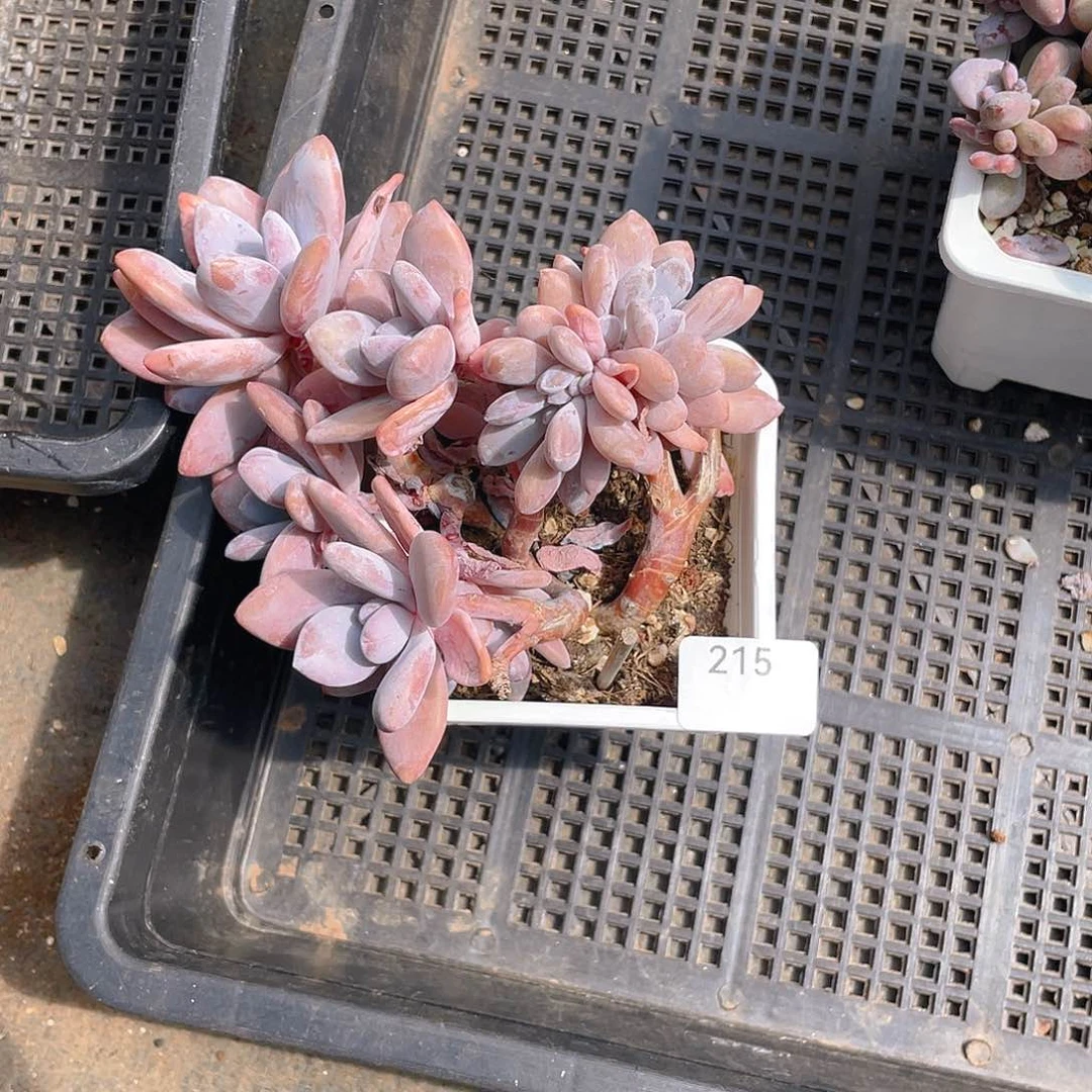 柒****215。粉兔缀化。