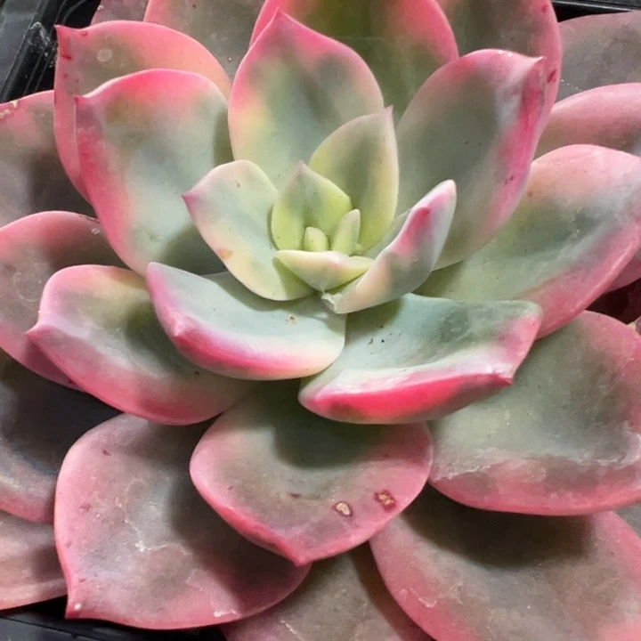 哈锦芬锦多肉植物647