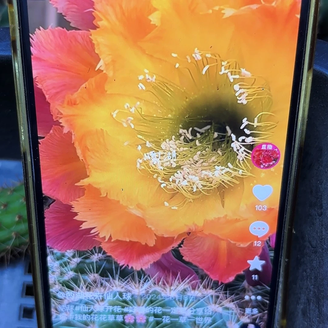 绣球彩侧牙20包邮仙人球50