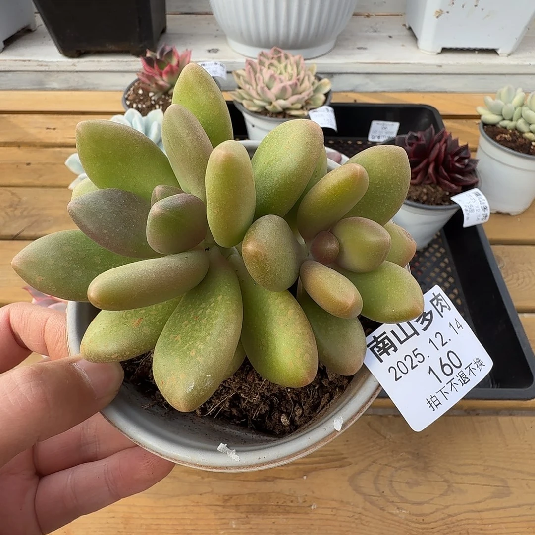 芒果奶1111214-160