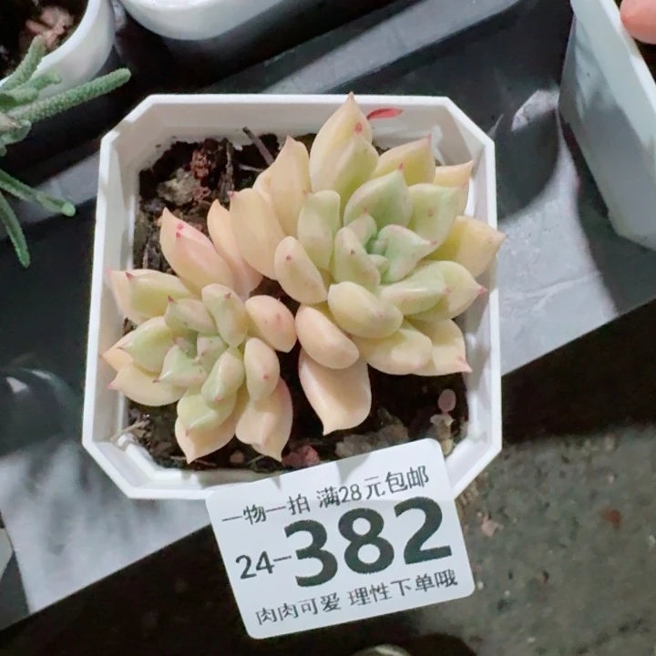 黄金璀璨无盆土发货无盆