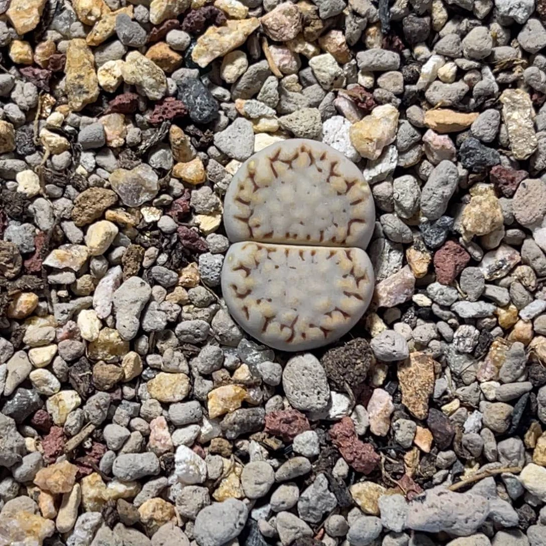 6982金边饼干1尺寸1.5