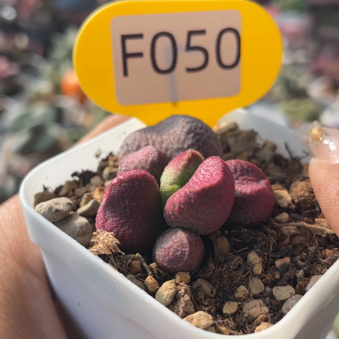 陈*   红烧肉。 F050。