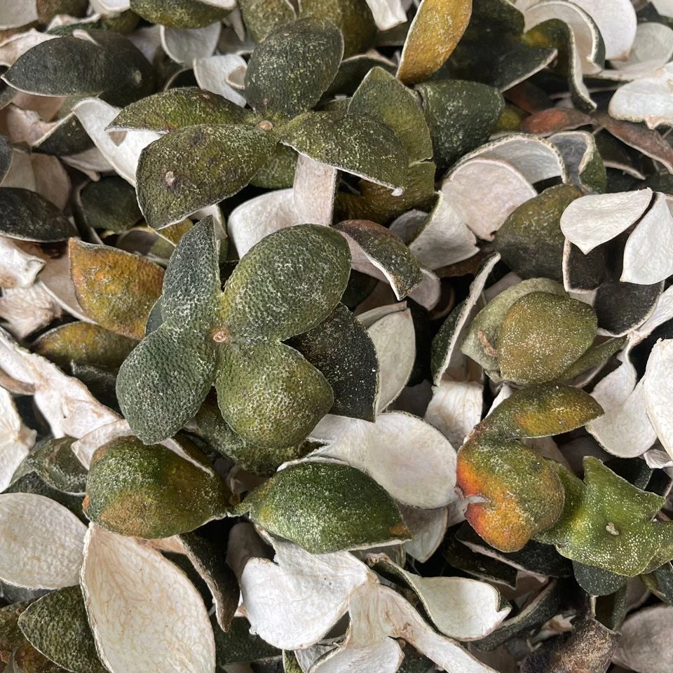 【青皮】四花青皮中小青皮子干货桔皮干柑皮新货陈皮青柑青橘子皮