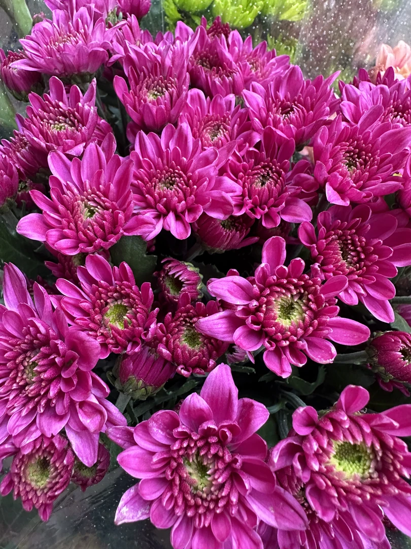 （紫娇/玫瑰小菊）小雏菊东北鲜花原产地直发鲜花鲜切花顺丰包邮