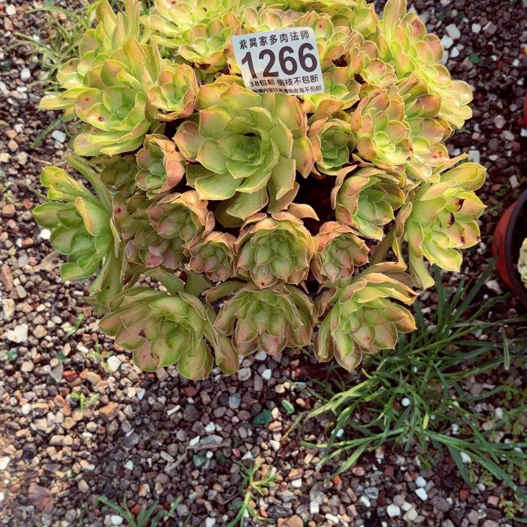 1棚法师0000001266