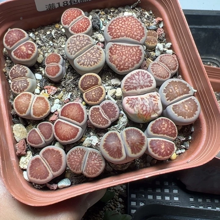 【闪购商品】 825。