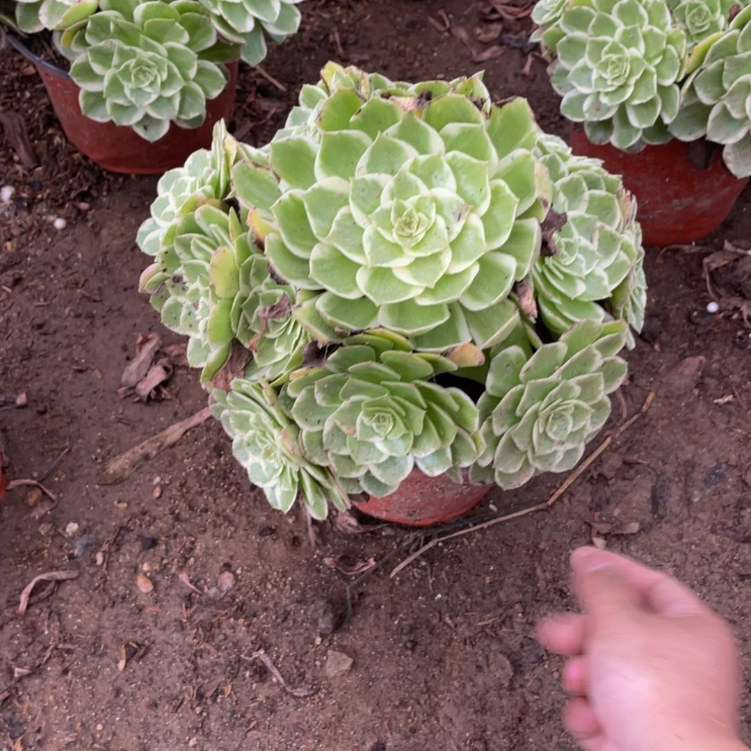 3343万花筒法师多肉断枝不包