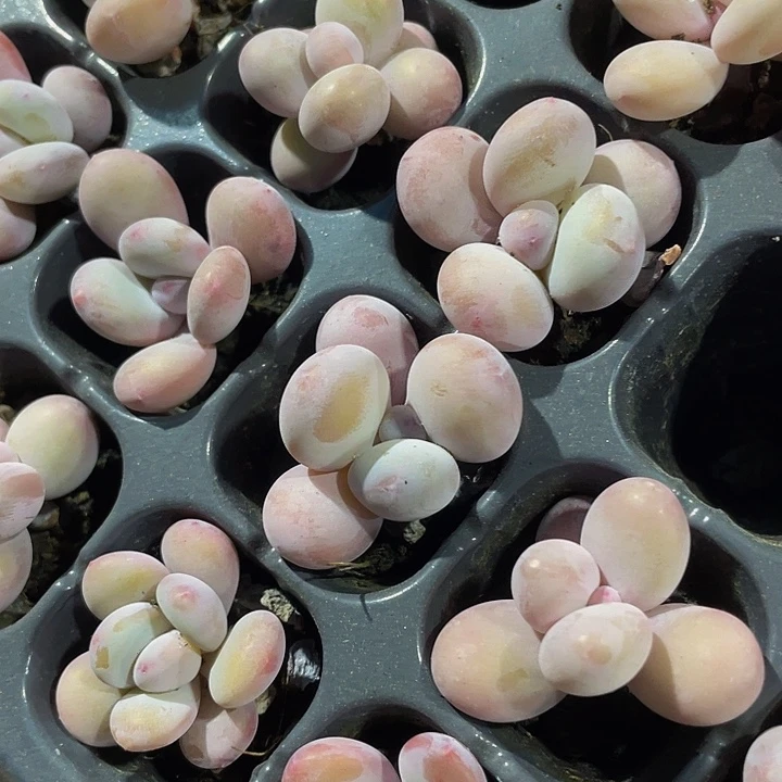 小奶豆1.5带土发