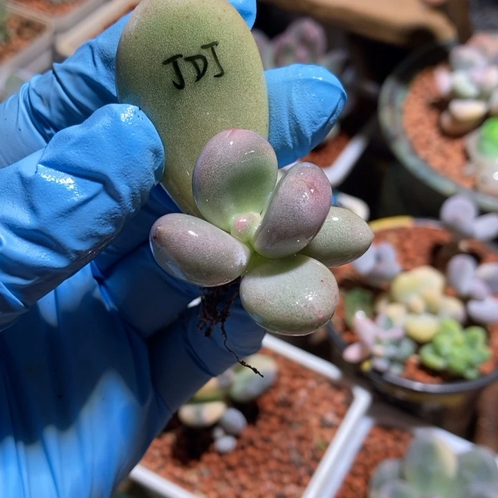 黄金鸡蛋大叶奶酪锦基因多肉植物多肉植物