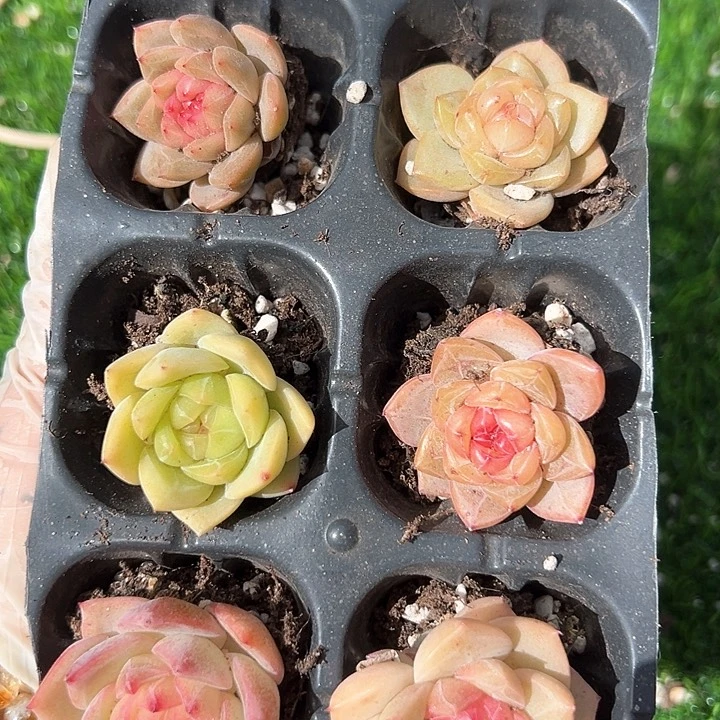 1230-14多肉一物一拍