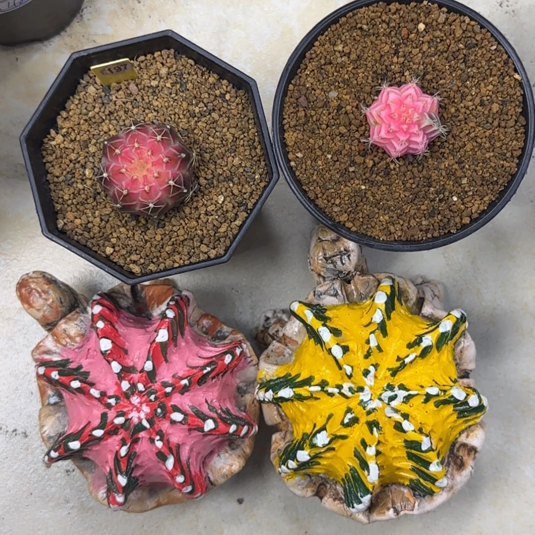 小***轶轮回➕两个乌龟➕侧芽