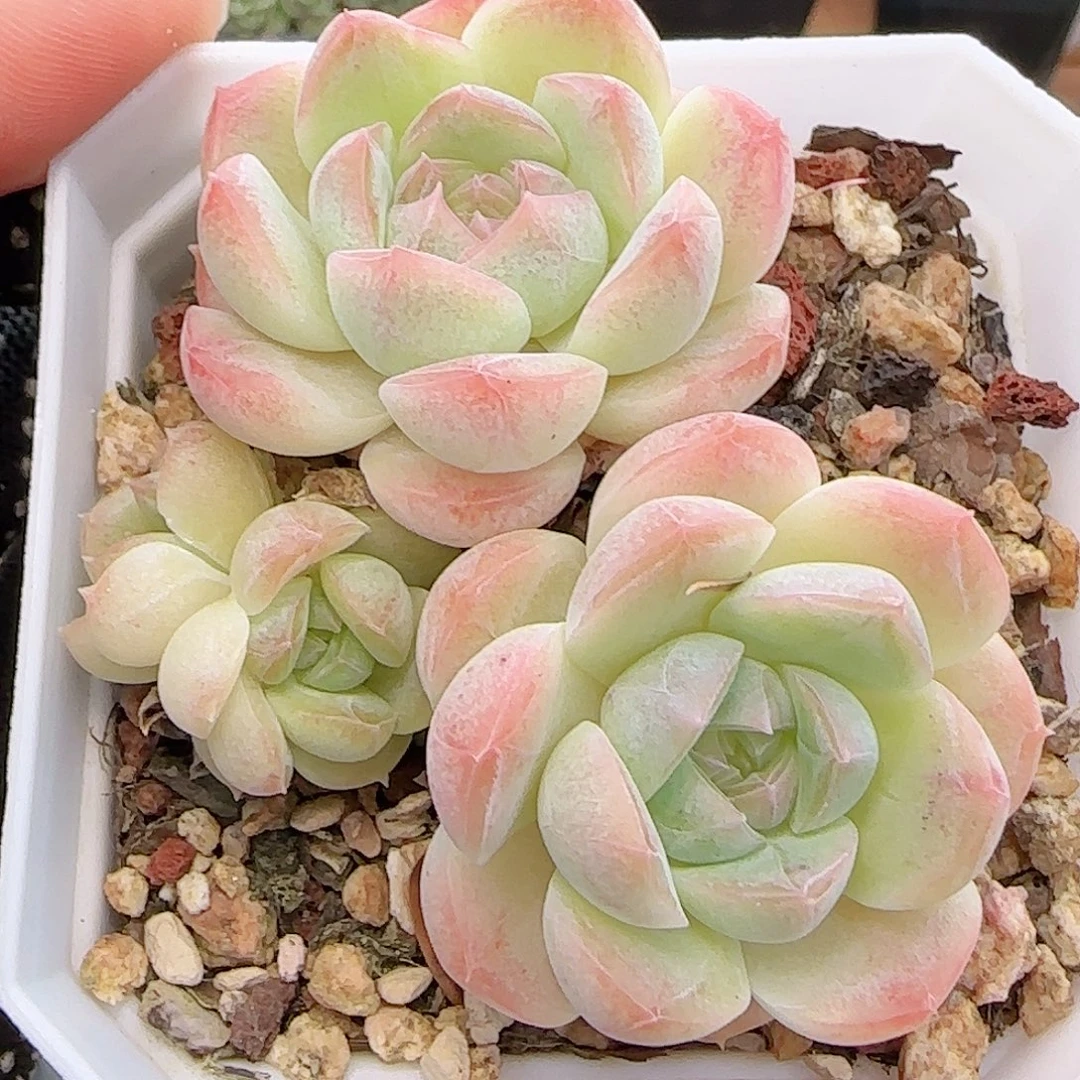 多肉0915-169白桃汽水