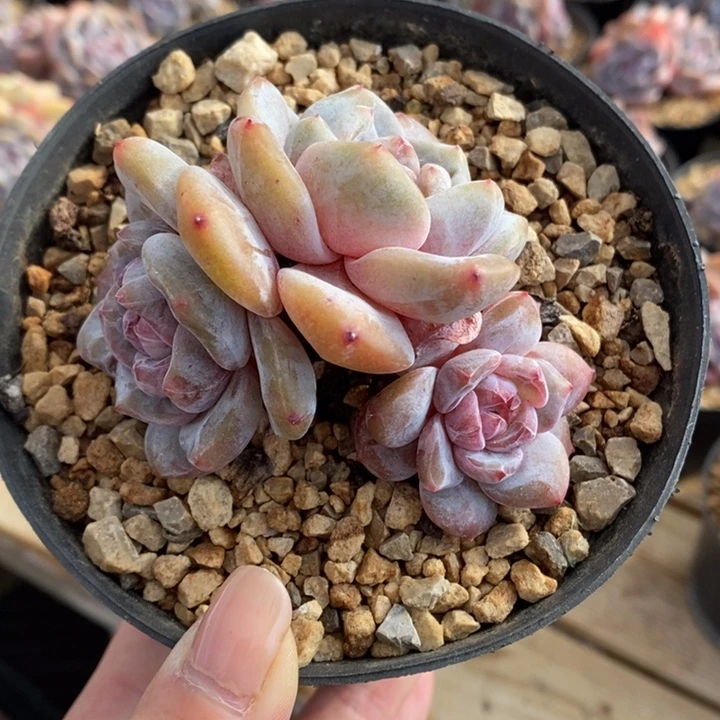 三头黄透粉紫心酥蛋糕