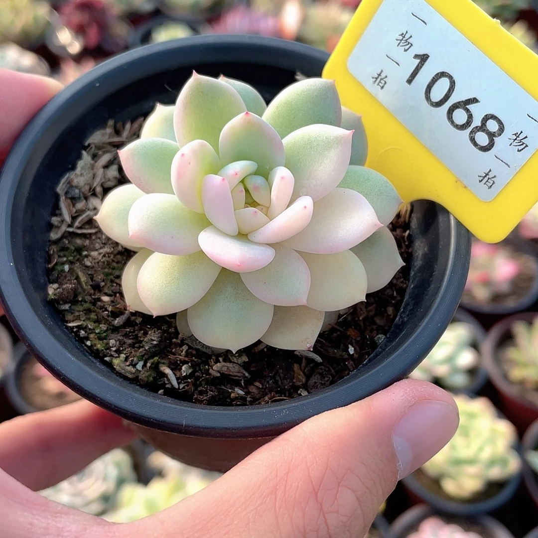 梦露锦1068号阴阳