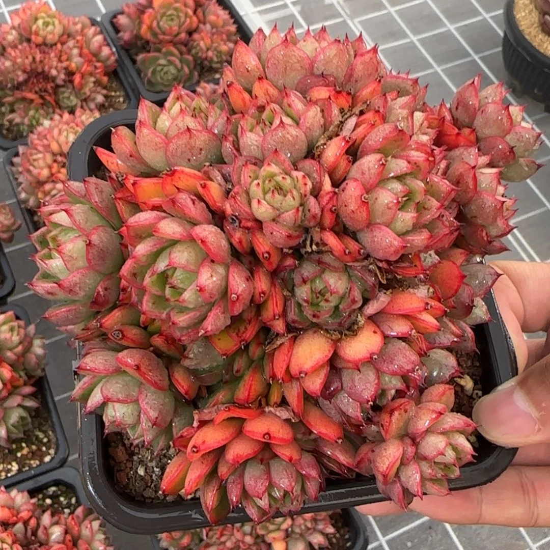 从前慢花园精选多肉红酒桃群