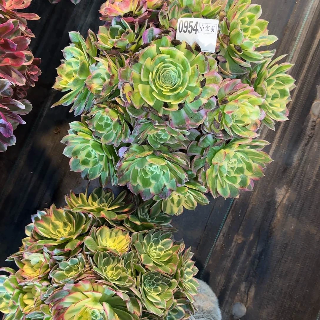 Q***空0954多肉海鲜多肉多肉