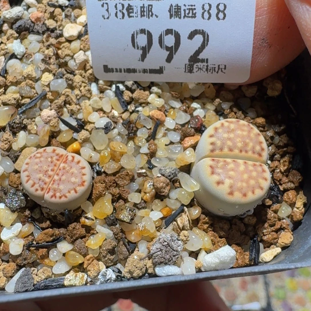 Ssss精品生石花992